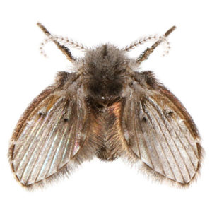 Common Drain Fly FAQs | Short & Accurate Answers
