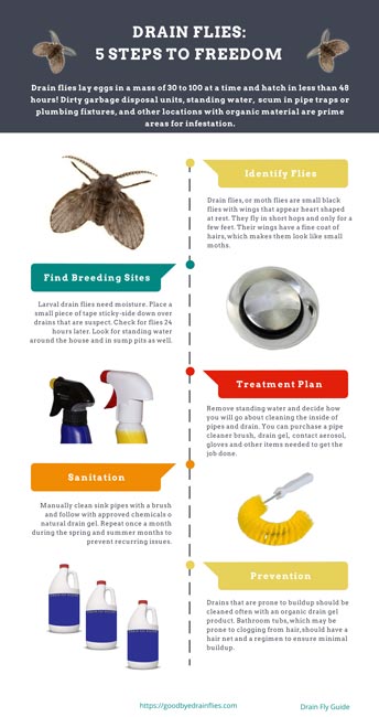 Drain Fly Infographic - Treat Flies in 5 Steps