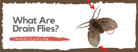 1-drain-fly-official-guide-find-identify-get-rid-of-them