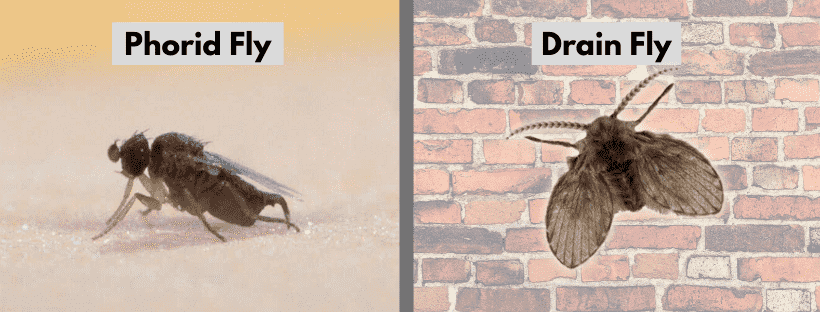 drain flies vs fruit flies