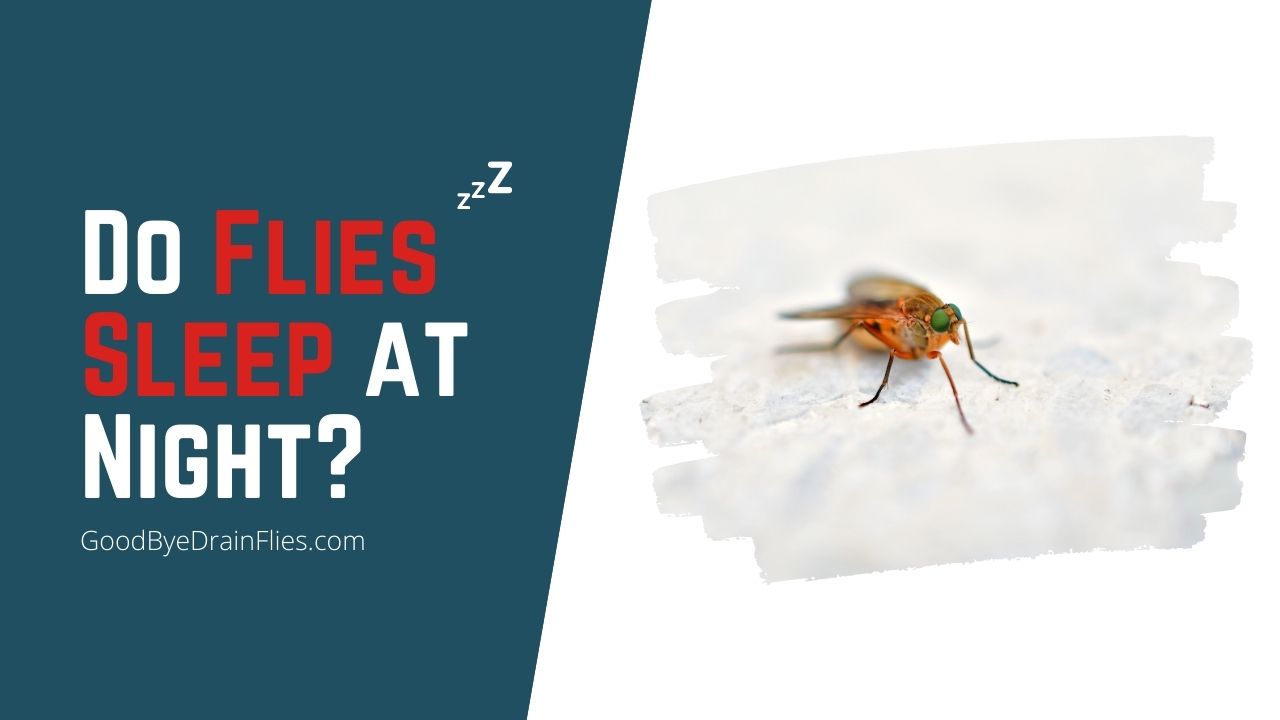 Do Flies Sleep Where Do They Go At Night Get Answers