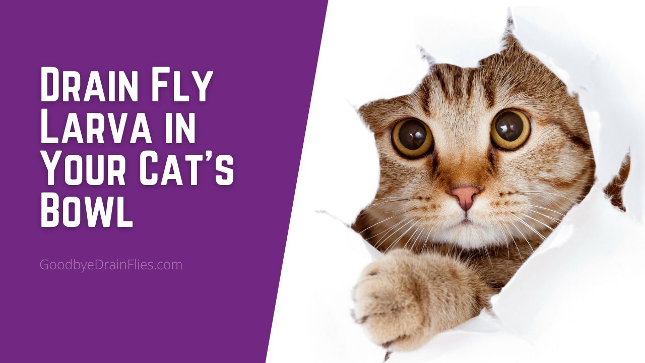 Drain Fly Larva In The Cat Bowl Harmful Or Dirty Nuisance 