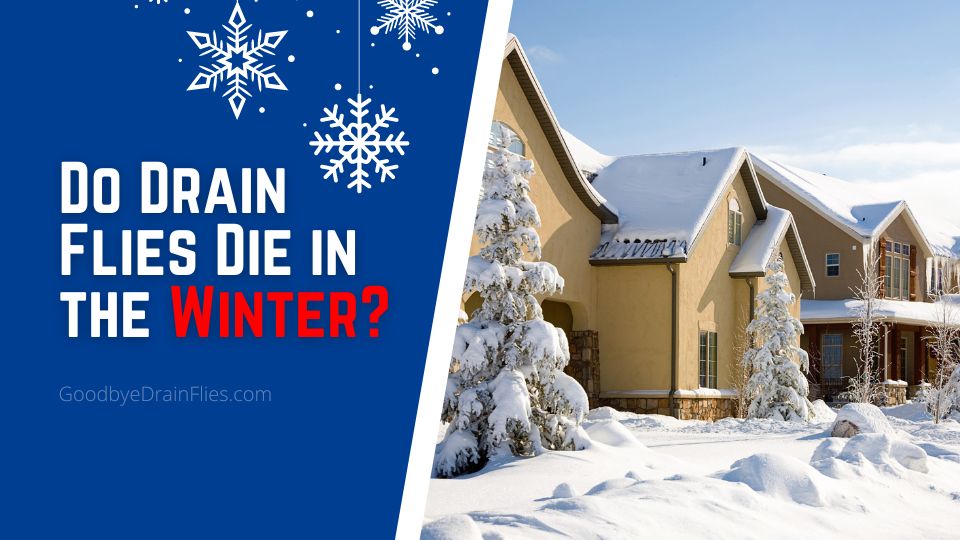 Do Drain Flies Die in the Winter? Some Good News
