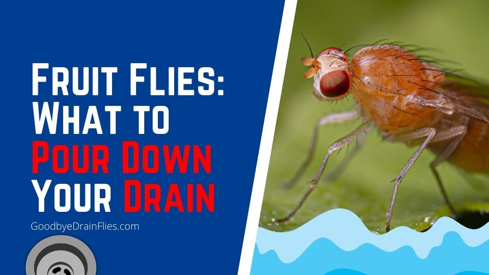 Fruit Flies: What to Pour Down Your Drain