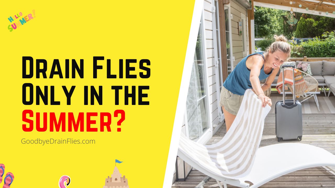 Drain Flies Only in the Summer Here's Why GBDF